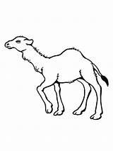 Camel Coloring Pages Coloringpages1001 sketch template