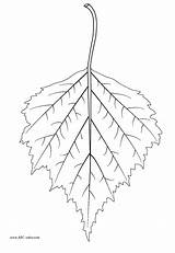 Birch Leaf Template Clipart Tree Coloring Tattoo Leaves Clipground Sketch Size sketch template