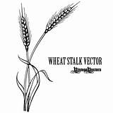 Wheat Stalk Vector Clipart Tattoo Clip Graphic Border Drawing Circle Vintage Vectors Svg Cliparts Soybean Line Vectorizing Antiquities Library Coloring sketch template