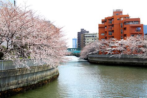 japanische kirsche blueht  tokio bilder bilddatenbank stockfotos