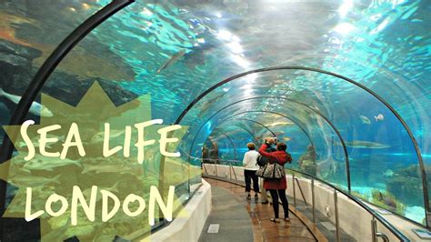 sea life london aquarium wallpapers wallpaper cave