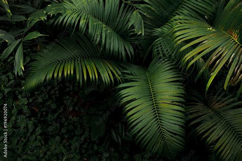 Tropical Rainforest Leaves