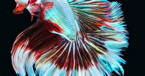gambar ikan cupang wallpaper