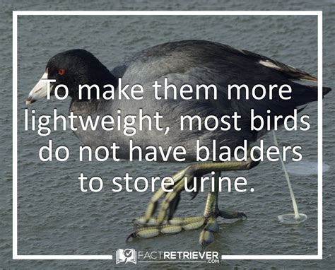 birds  evolved    light   birds animals facts