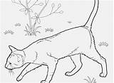 Coloring Cat Siamese Pages Ideal Graphic Getcolorings Getdrawings Printable sketch template