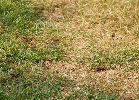 treat st augustine grass fungus   rid  brown patches