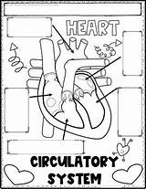 Circulatory System Activity Notes Review Sketch Kids Heart Organizer Graphic Shoppe Samson Worksheet Cardiovascular Science Preview Activities Health Diagram Teacherspayteachers sketch template