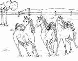 Pages Coloring Herd Horse Getcolorings Horses Wild sketch template