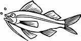 Catfish Coloring Pages Sketch Beuatiful Eyes Fresh Water Bullhead sketch template
