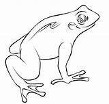 Frog Frogs Color Coloring Library Clipart Mink sketch template