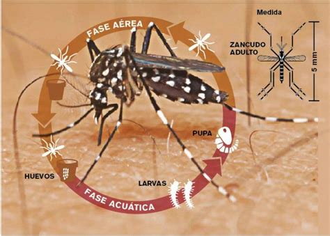 dengue regresses    costa rica  costa rica