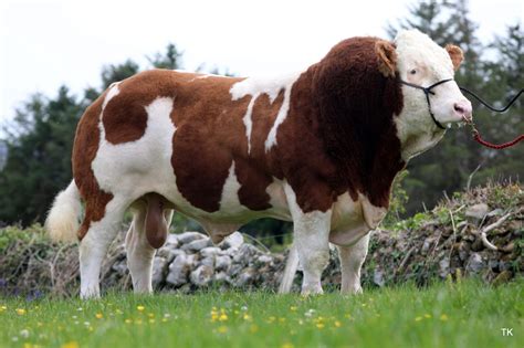 exclusive remarkable achievement  irish cattle breeders