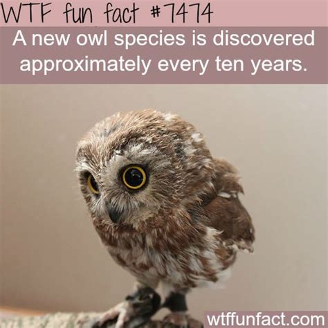 3384 best images about wtf fun facts on pinterest wow