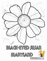 Coloring Flower Pages State Printable Maryland Susan Eyed Maine States Montana Color Drawings Sheets Drawing Printables Gif Print Yescoloring Usa sketch template