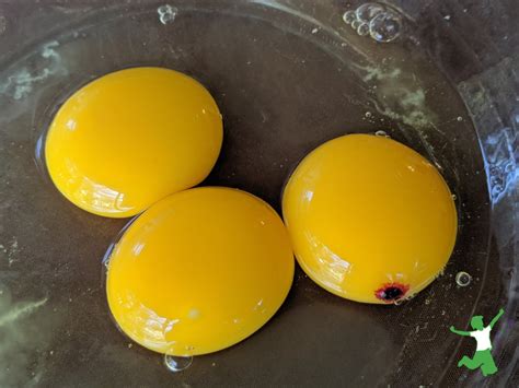 eggs  blood spots   edible healthy home economist