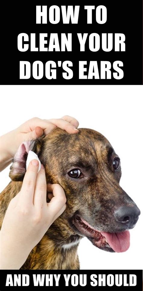 reasons    clean  dogs ears dog ear dogs