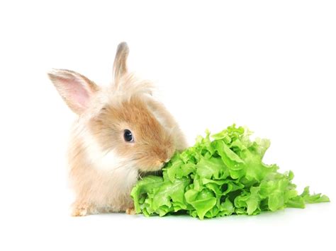 pet rabbits eat   feed  bunny petsoid