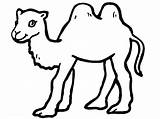 Desert Coloring Pages Animals Animal Getcolorings sketch template