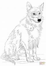 Collie Colie Hunde sketch template