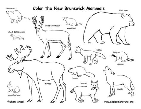 canadian province  brunswick mammals coloring page canadian