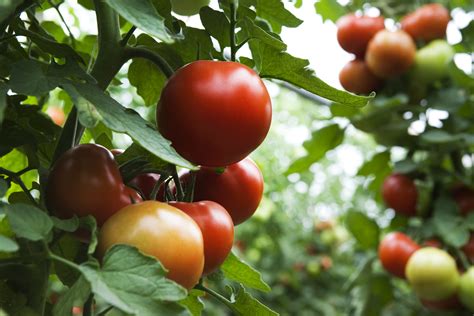 expert advice  growing   tomatoes   habitat