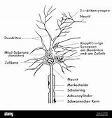 Ganglion Nervenzelle Neuron Nerve Darstellung Schematische Anatomie Zelle Zeichnen Dendrites Neurons Neuronale Jahrhundert Afraid Bully Axon sketch template