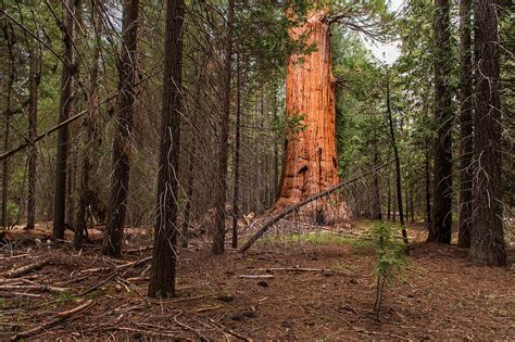 A Giant Sequoia Dedicated To President George Bush Onlinefmradio