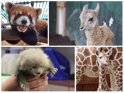 upstate  york zoo animal   cutest poll
