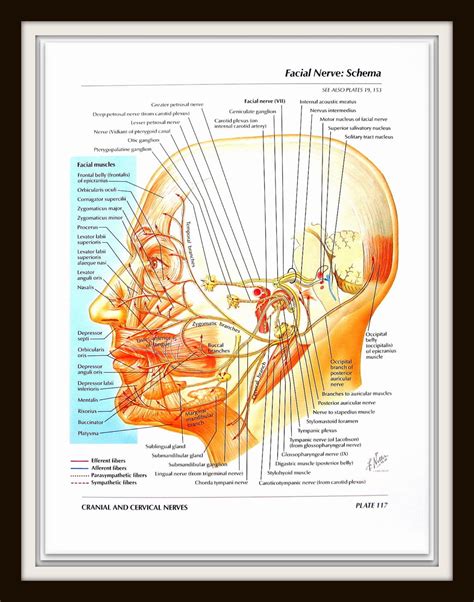 anatomy print facial nerves vestibulocochlear nerve schema