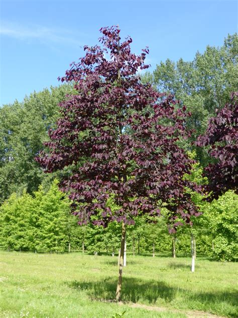 cercis canadensis forest pansy cercis canadensis forest pansy