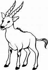 Gazela Colorat Gazelle Goat Planse Kolorowanka Kolorowanki Stambecchi Koza Kambing Cabra Cerb Mewarnai Koziołek Capra Kozy Tahr Nilgiri Erbivori Malowanki sketch template