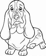 Bloodhound Getdrawings Drawing Coloring sketch template