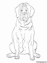 English Coloring Pages Setter Mastiff Getdrawings Getcolorings Color 750px 03kb Printable sketch template