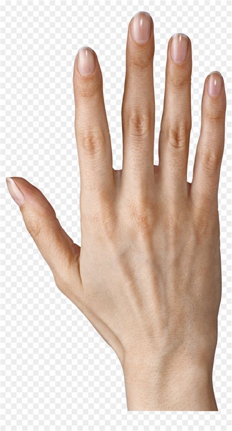 hand showing  fingers png clipart image fingers transparent png