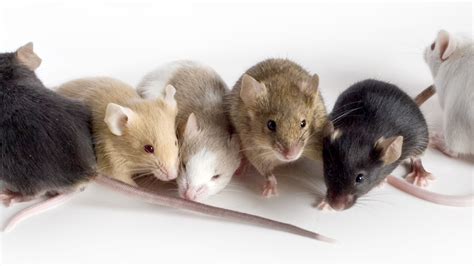 power  genetically diverse mice  complex disease research