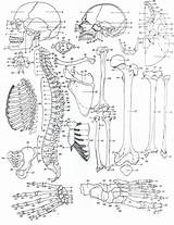 Human Skeletal Coloring System Drawing Pages Body Getdrawings Printable Anatomy Skeleton sketch template