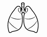 Lungs Coloring Lung Human Pages Heart Clipart Respiratory System Breathing Drawing Bulletin Transparent Background Boards Visit Coloringcrew Template Hiclipart sketch template