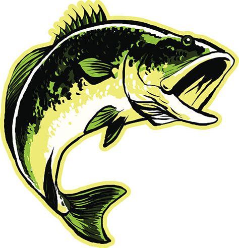 Largemouth Bass Clip Art Vector Images And Illustrations Istock