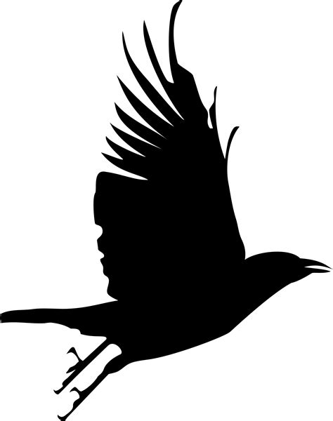 drawing flying crow silhouette set   black crows isolated
