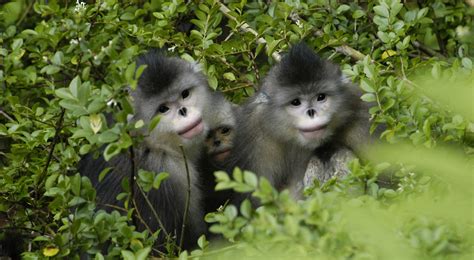forest protections  china aim    snub nosed monkey
