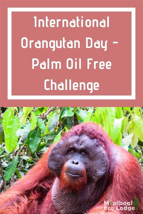 international orangutan day palm oil free challenge