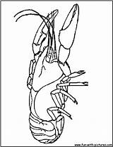 Coloring Crayfish Getdrawings sketch template