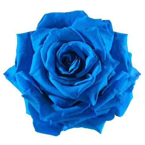blue rose cut flowers blue flower png    transparent rose png