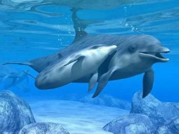 de dolfijn zoogdieren