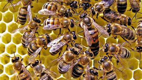 download majestic queen bee with her steadfast drones wallpaper