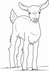 Goat Coloring Baby Pages Coloringpages101 Color sketch template