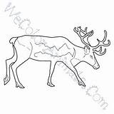 Caribou Coloring Pages Click sketch template