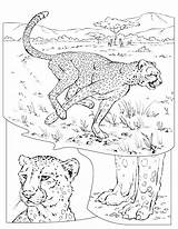 Cheetah Coloring Pages sketch template