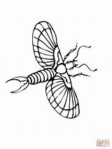 Earwig Coloring Flying Pages Drawing Supercoloring Categories sketch template
