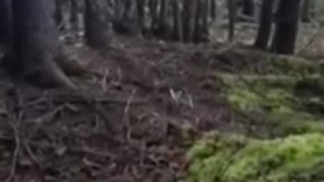 is this forest breathing weird video shows entire ground moving